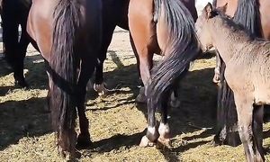 08.09.2024 Тараз Жамбыл Ас-ер мал базар жылқы бағасы.Horse market Kazakhstan